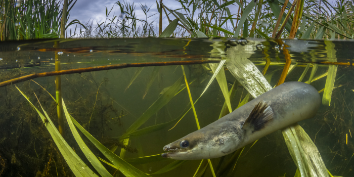 Anguille d'Europe (Anguilla anguilla) / istock